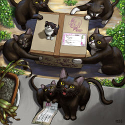 Rule 34 | 10s, 2012, :3, animal, animal focus, black cat, box, cardboard box, cat, dated, closed eyes, fang, from above, holding, kitten, letter, matataku, monita (matataku), no humans, open mouth, original, package, perspective, plant, pun, signature, too many, too many cats, whiskers, yellow eyes, aged down