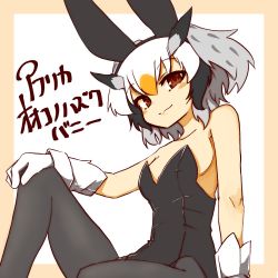 Rule 34 | 1girl, 370ml, alternate costume, animal ears, beige border, black leotard, black pantyhose, border, breasts, brown eyes, character name, closed mouth, commentary, fake animal ears, gloves, grey hair, hand on own knee, head wings, kemono friends, knee up, leaning back, leotard, looking at viewer, multicolored hair, northern white-faced owl (kemono friends), orange hair, pantyhose, playboy bunny, rabbit ears, short hair, sitting, small breasts, smile, solo, strapless, strapless leotard, translated, white background, white gloves, white hair, wings