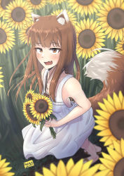 Rule 34 | 1girl, animal ears, blush, brown hair, dress, fang, flower, highres, holding, holding flower, holo, long hair, nyaxxy, open mouth, pouch, red eyes, skin fang, solo, spice and wolf, sundress, sunflower, tail, white dress, wolf ears, wolf girl, wolf tail, yellow flower