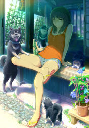 Rule 34 | 1girl, animal, arm support, bare shoulders, black hair, blue eyes, bottle, bug, butterfly, crossed legs, dog, drink, flower, haitaka, insect, light smile, looking at viewer, md5 mismatch, original, plant, porch, potted plant, puppy, resolution mismatch, sandals, shade, shiba inu, short hair, short shorts, shorts, sitting, solo, source larger, sunlight, veranda, wind chime