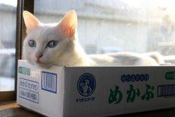 Rule 34 | animal ears, animal focus, blue eyes, box, cardboard box, cat, cat ears, desk, in box, in container, lying, no humans, photo (medium), table, whiskers, white cat, window