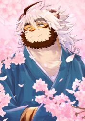 Rule 34 | 1boy, ahoge, animal ears, beard, blue kimono, cherry blossoms, commentary, draw two, facial hair, fang, furry, furry male, highres, indie virtual youtuber, japanese clothes, kimono, looking to the side, male focus, multicolored hair, one eye closed, red eyes, skin fang, smile, tiger boy, tiger ears, tiger stripes, trad monmon, upper body