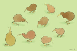 Rule 34 | animal focus, bird, commentary request, dated commentary, green background, kiwi (bird), no humans, original, partial commentary, signature, simple background, southern brown kiwi, terao (omelettera)