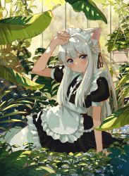 Rule 34 | 1girl, absurdres, animal ear fluff, animal ears, apron, black dress, black ribbon, blush, braid, closed mouth, commentary, dress, english commentary, eyebrows hidden by hair, frilled apron, frills, grey eyes, hair ribbon, hand on own head, highres, indoors, kgt (pixiv12957613), leaf, long hair, looking at viewer, maid, maid apron, maid headdress, neck ribbon, original, pantyhose, plant, puffy short sleeves, puffy sleeves, red ribbon, ribbon, short sleeves, sidelocks, solo, white apron, white hair, white pantyhose