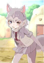 Rule 34 | 1girl, animal ears, blue eyes, cowboy shot, dog (mixed breed) (kemono friends), dog ears, dog girl, dog tail, elbow gloves, extra ears, fur trim, gloves, grey fur, grey gloves, grey hair, grey jacket, grey pantyhose, grey skirt, harness, heterochromia, highres, ieinu account, jacket, kemono friends, looking at viewer, multicolored clothes, multicolored hair, multicolored jacket, open clothes, open jacket, open mouth, pantyhose, pleated skirt, scarf, short hair, skirt, solo, tail, two-tone hair, two-tone jacket, vest, white hair, white scarf, white vest, yellow eyes