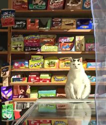 Rule 34 | animal, brand name imitation, cat, commentary, english commentary, highres, indoors, javeria khoso, looking at viewer, no humans, original, reflection, refrigerator, shop, sunlight
