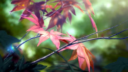 Rule 34 | blurry, blurry background, branch, commentary request, dappled sunlight, day, highres, leaf, maple leaf, niko p, no humans, original, outdoors, scenery, still life, sunlight, tree