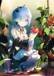 Rule 34 | 10s, 1girl, blue eyes, blue hair, blurry, blush, breasts, cleavage, closed mouth, depth of field, detached sleeves, dress, eyes visible through hair, food, frilled sleeves, frills, fruit, full body, hair ornament, hair over one eye, highres, holding, holding food, holding fruit, lu&quot;, maid, maid headdress, mary janes, matching hair/eyes, medium breasts, pantyhose, plant, re:zero kara hajimeru isekai seikatsu, rem (re:zero), ribbon-trimmed sleeves, ribbon trim, shoes, short hair, smile, solo, squatting, tomato, vines, white pantyhose, wide sleeves, x hair ornament