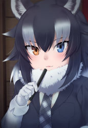 Rule 34 | 10s, 1girl, :3, animal ears, black hair, blue eyes, closed mouth, fang, fang out, fur collar, gloves, gradient hair, grey wolf (kemono friends), hair between eyes, heterochromia, holding, holding pencil, kemono friends, long hair, looking at viewer, multicolored hair, nyifu, orange eyes, pencil, plaid neckwear, solo, tsurime, upper body, white gloves, white hair, wolf ears