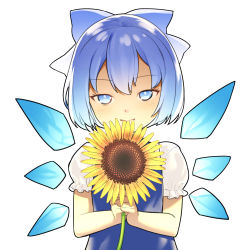 Rule 34 | 1girl, blue bow, blue dress, blue eyes, blue hair, blue wings, blush, blvefo9, bow, cirno, closed mouth, commentary request, detached wings, dress, flower, hair bow, highres, holding, holding flower, ice, ice wings, looking at viewer, puffy short sleeves, puffy sleeves, shirt, short sleeves, simple background, sleeveless, sleeveless dress, solo, sunflower, touhou, upper body, white background, white shirt, wings, yellow flower