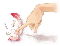 Rule 34 | axolotl, headpat, lying, nakashima (middle earth), on back, original, salamander, tagme