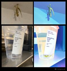 Rule 34 | animal, animal focus, commentary request, cup, derivative work, disposable cup, english text, furrysum, hanging, highres, in container, in cup, korean commentary, lizard, no humans, original, photo-referenced, photo (medium), twitter username, upside-down