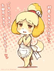 Rule 34 | 1girl, animal crossing, animal ears, apron, bell, blonde hair, blush, bright pupils, brown eyes, dog ears, dog girl, full body, furry, furry female, hair ornament, isabelle (animal crossing), jingle bell, naked apron, nintendo, open mouth, ponytail, shigatake, short hair, smile, solo, standing, tail, wet