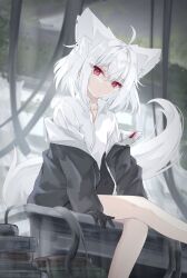 Rule 34 | 1girl, animal ears, black gloves, extra ears, fox ears, fox girl, fox tail, gloves, highres, jacket, long sleeves, looking at viewer, off shoulder, open clothes, open jacket, original, puffy long sleeves, puffy sleeves, red eyes, shirt, short hair, sitting, sumishi (sumisi 3), tail, white hair, white shirt