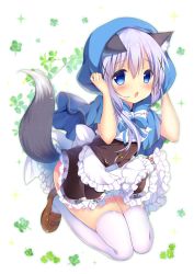 Rule 34 | 1girl, :o, animal ears, apron, blue hair, blush, bow, brown footwear, brown skirt, buttons, clover, commentary request, covering privates, floral print, four-leaf clover, frilled apron, frilled skirt, frills, full body, gochuumon wa usagi desu ka?, hair between eyes, hands up, hood, kafuu chino, kemonomimi mode, light blue hair, mary janes, no panties, open mouth, plant, seiza, shibainu niki, shirt, shoes, sidelocks, sitting, skirt, solo, sparkle, striped, striped bow, tail, thighhighs, underbust, white apron, white background, white shirt, white thighhighs, wolf ears, wolf tail