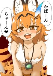 Rule 34 | 1girl, 370ml, :d, animal ear fluff, animal ears, blush, breasts, cleavage, commentary, fangs, flower, hair flower, hair ornament, hairclip, half-closed eyes, highres, jewelry, kemono friends, leaning forward, looking at viewer, medium breasts, midriff, navel, necklace, open mouth, orange eyes, orange hair, orange sarong, print sarong, sarong, serval (kemono friends), serval print, serval tail, shirt, short hair, simple background, single-shoulder shirt, sleeveless, sleeveless shirt, smile, solo, standing, striped, striped background, tail, torn clothes, torn shirt, translation request, white background, white shirt