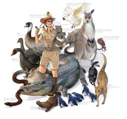 Rule 34 | 1boy, animal, australia (hetalia), axis powers hetalia, bandaid, bird, boots, brown hair, cockatoo, crocodile, crocodilian, emu, finch, hat, kangaroo, koala, lizard, male focus, parrot, penguin, platypus, sherry lai, snake, solo, swan, tasmanian devil, thylacine, wallaby (animal), white background, wombat