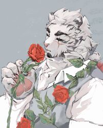 Rule 34 | 1boy, animal ears, arknights, artist request, facial hair, flower, formal, from side, furry, furry male, goatee, highres, holding, holding flower, large hands, male focus, mountain (arknights), mountain (book reader) (arknights), official alternate costume, red flower, red rose, rose, scar, scar across eye, scar on arm, short hair, smelling flower, solo, suit, thick eyebrows, tiger boy, tiger ears, upper body, white hair, white suit