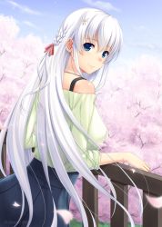 Rule 34 | 1girl, 2018, blue skirt, blue theme, breasts, cherry blossoms, dated, day, floating hair, from behind, hair between eyes, hair ornament, hair ribbon, large breasts, long hair, looking at viewer, looking back, miyai sen, original, outdoors, pleated skirt, red ribbon, ribbon, shirt, silver hair, skirt, smile, solo, standing, very long hair