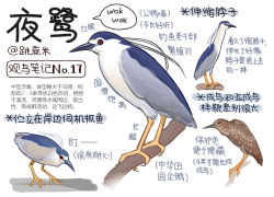 Rule 34 | animal, animal focus, bird, chinese commentary, chinese text, closed mouth, commentary request, from side, full body, garlica, highres, information sheet, multiple views, no humans, original, red eyes, simple background, translation request, white background