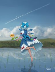 Rule 34 | 1girl, bad id, bad pixiv id, barefoot, blue bow, blue hair, blue skirt, blue sky, bow, cirno, cloud, cloudy sky, commentary request, dated, day, flower, from behind, full body, gotou (nekocat), hair bow, hidden star in four seasons, highres, holding, holding flower, ice, ice wings, looking up, morning glory, outdoors, puffy short sleeves, puffy sleeves, red bow, rice paddy, short hair, short sleeves, skirt, skirt set, sky, solo, sunflower, tan, tanned cirno, touhou, vest, water, wings