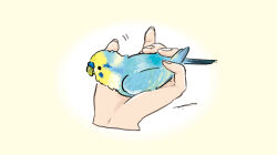 Rule 34 | animal, animal focus, bird, bird on hand, budgerigar (bird), check commentary, commentary request, disembodied hand, holding, holding animal, holding bird, original, parakeet, signature, simple background, terao (omelettera), yellow background