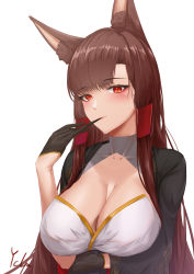 Rule 34 | 1girl, absurdres, akagi (azur lane), animal ears, artist name, azur lane, black gloves, blush, breasts, brown hair, cleavage, closed mouth, collarbone, commentary request, gloves, highres, ichikushi mojibake, japanese clothes, large breasts, long hair, looking at viewer, mouth hold, red eyes, solo, white background