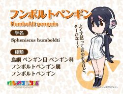 Rule 34 | 1girl, animal ears, extra ears, humboldt penguin (kemono friends), kemono friends, looking at viewer, official art, simple background, solo, tail, yoshizaki mine