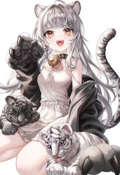 Rule 34 | 1girl, ahoge, animal, animal ear fluff, animal ears, animal hands, bare shoulders, bell, black collar, black jacket, brown eyes, chinese zodiac, claws, collar, dress, frilled dress, frills, grey background, grey hair, hair ornament, hairclip, highres, jacket, long hair, myless, neck bell, open clothes, open jacket, open mouth, original, ribbon, seiza, simple background, sitting, sleeping, smile, tail, teeth, tiger, tiger ears, tiger girl, tiger tail, tongue, tongue out, upper teeth only, uvula, white ribbon, white tiger, year of the tiger