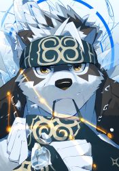 Rule 34 | 1boy, adjusting clothes, adjusting gloves, ainu clothes, animal ears, bara, brown eyes, constellation, furry, furry male, gloves, grey fur, grey hair, headband, highres, horkeu kamui, in mouth, jacket, jacket on shoulders, male focus, multicolored hair, portrait, saikorodekimeru, serious, short hair, solo, tokyo houkago summoners, two-tone fur, two-tone hair, upper body, vambraces, wolf boy, wolf ears