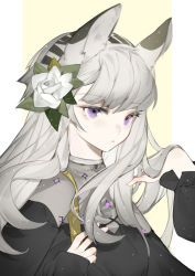 Rule 34 | 1girl, absurdres, animal ear fluff, animal ears, arknights, black dress, brown background, closed mouth, commentary request, dress, flower, fui (fui29493452), grey hair, hair flower, hair ornament, hands up, heavyrain (arknights), highres, long sleeves, puffy long sleeves, puffy sleeves, purple eyes, rose, solo, two-tone background, upper body, white background, white flower, white rose, zebra ears