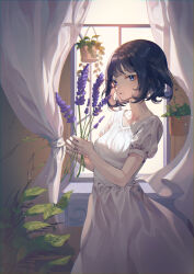 Rule 34 | 1girl, absurdres, black hair, blue eyes, breasts, commentary, cowboy shot, curtains, dress, flower, flower pot, highres, holding, holding flower, indoors, lavender (flower), looking at viewer, original, parted lips, plant, potted plant, puffy short sleeves, puffy sleeves, ramingbera, short hair, short sleeves, small breasts, solo, standing, symbol-only commentary, white dress, window