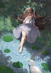 Rule 34 | 1girl, absurdres, barefoot, bird, blue eyes, brown hair, closed mouth, day, dress, duck, flower, hair intakes, half-closed eyes, highres, holding, holding flower, lily pad, long hair, original, outdoors, rainbow, river, shade, silvertsuki, sitting, smile, solo, white dress