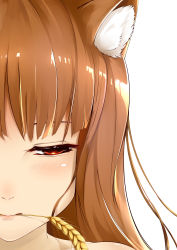 Rule 34 | 1girl, absurdres, animal ears, brown hair, c (pixiv3064042), close-up, eyelashes, highres, holo, lips, long hair, looking to the side, mouth hold, pink lips, red eyes, simple background, solo, spice and wolf, wheat, white background, wolf ears