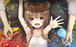 Rule 34 | 1boy, 1girl, age difference, animal ear fluff, animal ears, armpits, bell, blue eyes, blush, brown hair, choker, commentary request, dress, flask, flower, hair between eyes, highres, long hair, looking at viewer, lying, neck bell, on back, open mouth, original, petals, pov, psyche3313, reaching, reaching towards viewer, solo focus, test tube, white dress