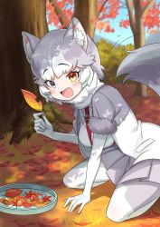 Rule 34 | 1girl, animal ears, autumn leaves, blue eyes, blush, chestnut, coat, commentary request, dog (mixed breed) (kemono friends), dog ears, dog girl, dog tail, elbow gloves, fang, fur trim, gloves, grey hair, grey jacket, grey pantyhose, grey skirt, harness, heterochromia, highres, jacket, kamuraaa 615, kemono friends, kneeling, leaf, looking at viewer, multicolored clothes, multicolored coat, multicolored hair, multicolored legwear, open mouth, pantyhose, pleated skirt, short hair, skirt, solo, sweater, tail, two-tone coat, white gloves, white hair, white jacket, white pantyhose, white sweater, yellow eyes
