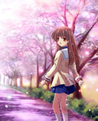 Rule 34 | 00s, bad id, bad pixiv id, brown eyes, brown hair, cherry blossoms, chocolat., clannad, girl from the illusionary world, long hair, looking back, okazaki ushio, aged up, school uniform, solo, sparkle, spoilers, walking