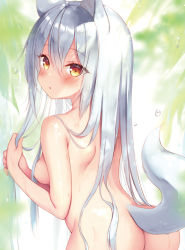 Rule 34 | 1girl, :o, animal ears, ass, back, blush, breasts, completely nude, cowboy shot, eyes visible through hair, hair between eyes, holding, holding own hair, long hair, looking at viewer, looking back, nude, orange eyes, original, parted lips, sazaki ichiri, sideboob, silver hair, solo, tail, wet, wolf ears, wolf girl, wolf tail