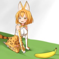 Rule 34 | 10s, 1girl, :3, animal ears, banana, bare shoulders, blush, bob cut, bow, bowtie, breasts, brown hair, clenched hands, commentary request, elbow gloves, fangs, food, from side, fruit, gloves, half-closed eyes, high-waist skirt, kemono friends, large breasts, looking to the side, meme, multicolored hair, open mouth, orange bow, orange bowtie, orange eyes, orange gloves, orange hair, orange skirt, orange thighhighs, parody, photo-referenced, print bow, print bowtie, print gloves, print neckwear, print skirt, print thighhighs, real life, seiza, serval (kemono friends), serval print, serval tail, setia pradipta, shirt, short hair, sitting, skirt, sleeveless, sleeveless shirt, solo, streaked hair, tail, thighhighs, two-tone hair, v-shaped eyebrows, white footwear, white shirt