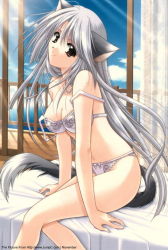 Rule 34 | animal ears, bed, bra, breasts, cat ears, cat tail, lingerie, long hair, sitting, tagme, tail, underwear, white hair