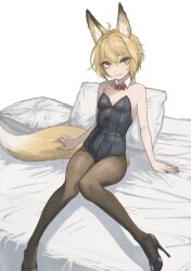 Rule 34 | 1girl, animal ear fluff, animal ears, bed, black footwear, black leotard, blonde hair, bow, bowtie, breasts, brown eyes, brown pantyhose, closed mouth, detached collar, fox ears, fox girl, fox tail, high heels, highres, leotard, looking at viewer, nito (nshtntr), on bed, original, pantyhose, pillow, red bow, red bowtie, short hair, sitting, small breasts, solo, strapless, strapless leotard, tail