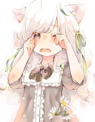 Rule 34 | 1girl, animal ears, blunt bangs, blush, bow, bowtie, commentary request, crying, d:, daisy, dress, flower, green ribbon, grey dress, grey eyes, hair ribbon, hands on own face, kuga tsukasa, long hair, looking at viewer, one eye closed, open mouth, original, polka dot neckwear, puffy short sleeves, puffy sleeves, ribbon, short sleeves, solo, tears, unmoving pattern, white hair