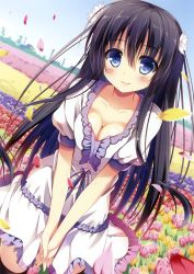 Rule 34 | 1girl, absurdres, black hair, black thighhighs, blue eyes, blurry, blush, breasts, cleavage, collarbone, depth of field, dress, dutch angle, field, flower, flower field, hair flower, hair ornament, highres, looking at viewer, nozomi tsubame, own hands together, petals, scan, smile, solo, thighhighs, white dress