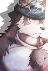 Rule 34 | 1boy, ainu clothes, animal ears, bara, chest hair, crow (siranui), furry, furry male, grey fur, grey hair, headband, highres, horkeu kamui, large pectorals, looking to the side, male focus, multicolored hair, muscular, muscular male, nipples, nude, pectorals, short hair, solo, tokyo houkago summoners, two-tone fur, two-tone hair, upper body, white fur, wolf boy, wolf ears