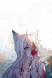 Rule 34 | animal ears, arknights, dress shirt, flower, hair ornament, hairpin, highres, hisakawa sora, holding, holding flower, lappland (arknights), material growth, oripathy lesion (arknights), shirt, solo, white hair, white shirt, wolf ears