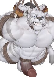 Rule 34 | 1boy, abs, animal ears, bara, blue eyes, chinese commentary, claws, clenched teeth, erection, fangs, fingerless gloves, furry, furry male, gloves, highres, looking at viewer, male focus, mercenary (zero kara hajimeru mahou no sho), nude, pectorals, penis, shibari, shiling (shiling 100), tail, teeth, testicles, tiger boy, tiger ears, tiger stripes, tiger tail, white background, zero kara hajimeru mahou no sho