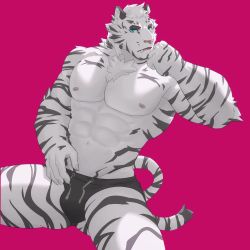 Rule 34 | 1boy, abs, absurdres, animal ears, arknights, bara, black male underwear, blue eyes, briefs, bulge, chest hair, feet out of frame, furry, furry male, highres, large pectorals, male focus, male underwear, mountain (arknights), muscular, muscular male, navel, nipples, pectorals, pink background, short hair, sitting, solo, spread legs, thick thighs, thighs, tiger boy, tiger ears, tiger stripes, uiokv, underwear, underwear only, white fur, white hair