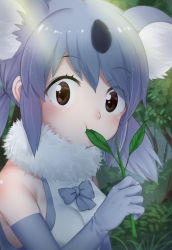Rule 34 | 10s, 1girl, :t, animal ears, bare shoulders, black hair, bow, bowtie, brown eyes, eating, elbow gloves, eyes visible through hair, fur collar, gloves, grey bow, grey bowtie, grey gloves, grey hair, kemono friends, koala (kemono friends), koala ears, leaf, looking at viewer, medium hair, multicolored hair, nyifu, solo, twintails, upper body