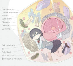 Rule 34 | 1girl, biology, black hair, black socks, breasts, cell, cell (biology), english text, engrish text, grey eyes, kneehighs, large breasts, loafers, long hair, looking at viewer, mitochondria, original, pleated skirt, ranguage, sakurai energy, school uniform, science, shoes, skirt, socks, solo, typo, vest