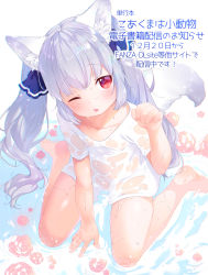 Rule 34 | 1girl, animal ear fluff, animal ears, arm support, barefoot, blue ribbon, breasts, commentary request, covered erect nipples, demon girl, fingernails, flower, hair between eyes, hair ribbon, hand up, head tilt, highres, long hair, mutou mato, naked shirt, one eye closed, original, red eyes, red flower, red rose, ribbon, rose, shallow water, shirt, sidelocks, silver hair, sitting, small breasts, solo, tail, tongue, tongue out, translation request, twintails, very long hair, wariza, water, wet, wet clothes, wet shirt